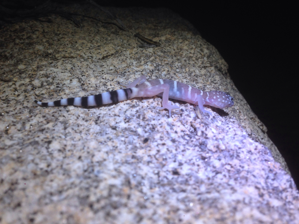 Coleonyx switaki (Barefoot banded gecko), California species