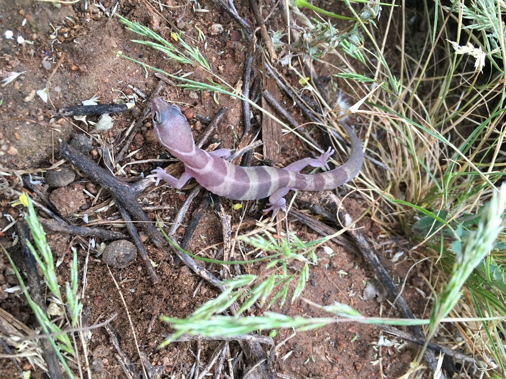 Coleonyx variegatus abbotti (San Diego Banded Gecko), California species