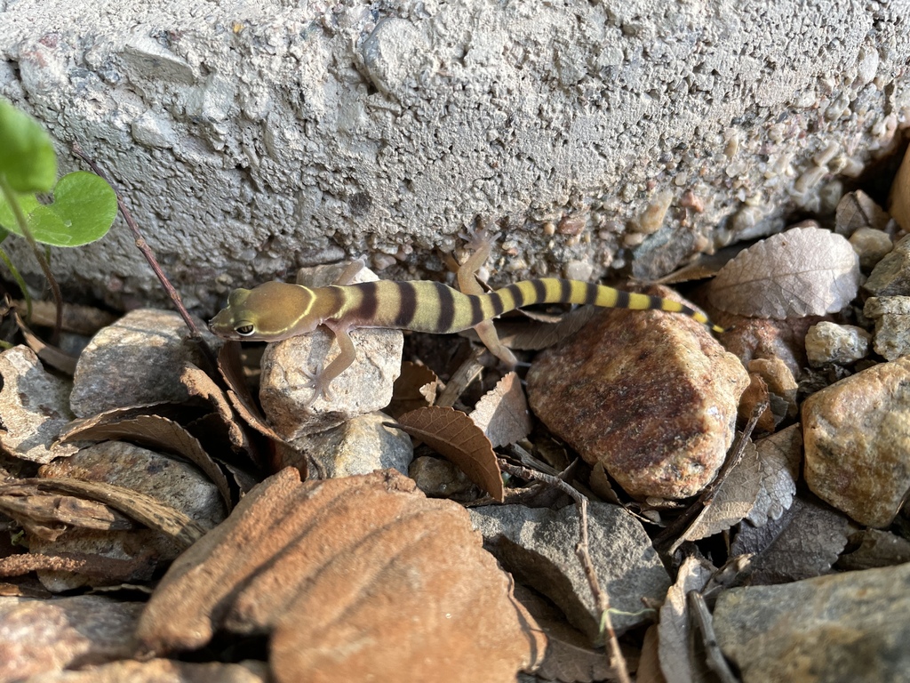 Coleonyx variegatus (Western Banded Gecko), California species