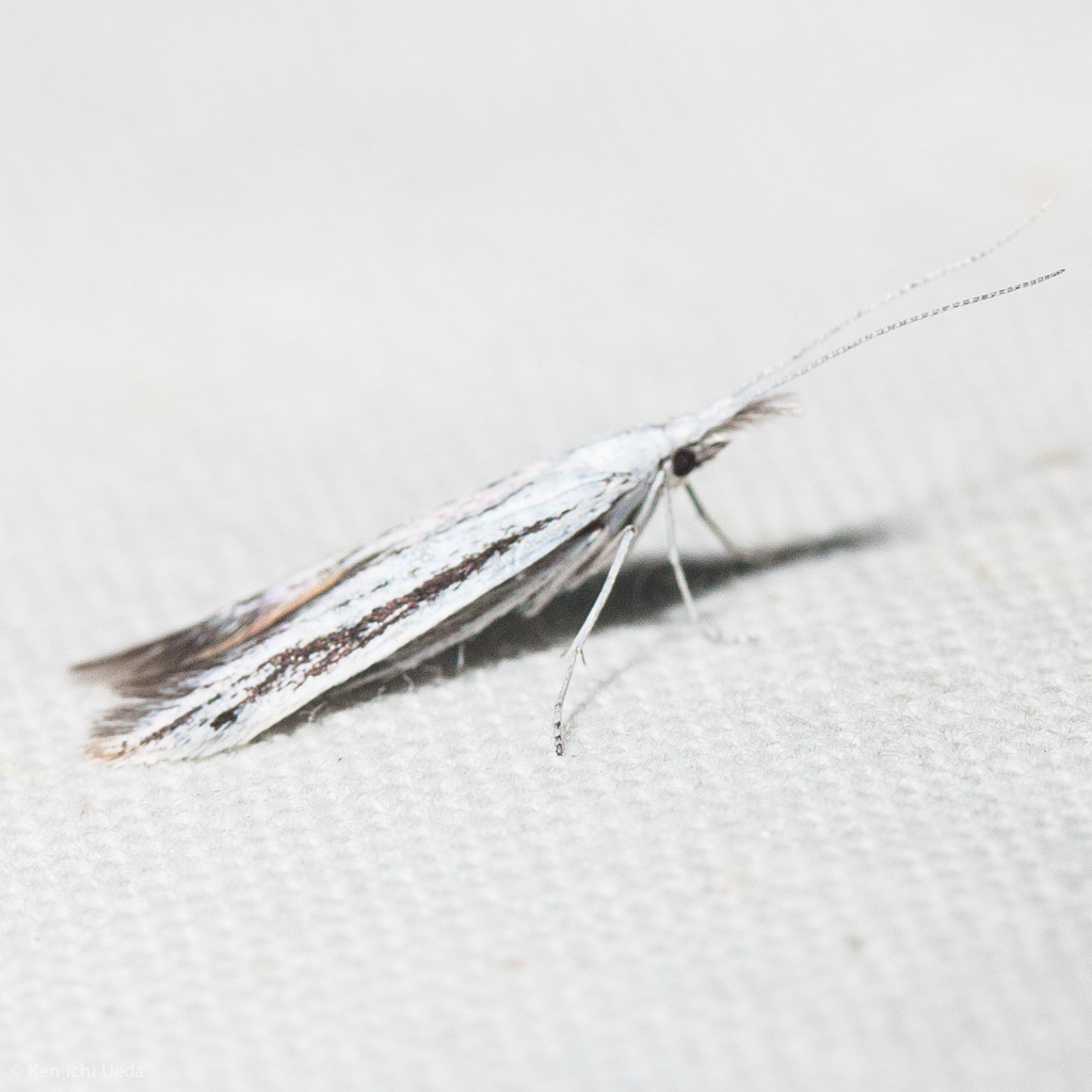 Coleophora discostriata, California species