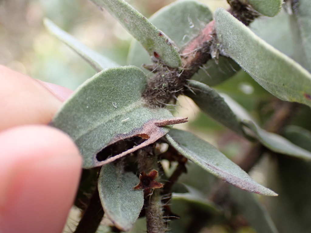 Coleophora glaucella, California species