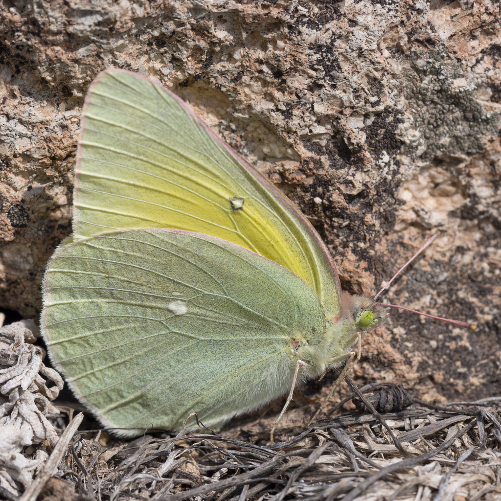 Colias alexandra (Queen Alexandra's Sulphur), California species