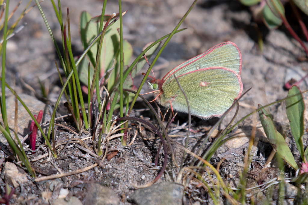 Colias behrii (Sierra Sulphur), California species