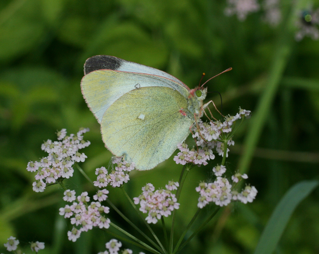 Colias eurytheme x philodice, California species