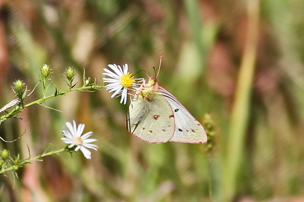 Colias eurytheme (Orange Sulphur), California species
