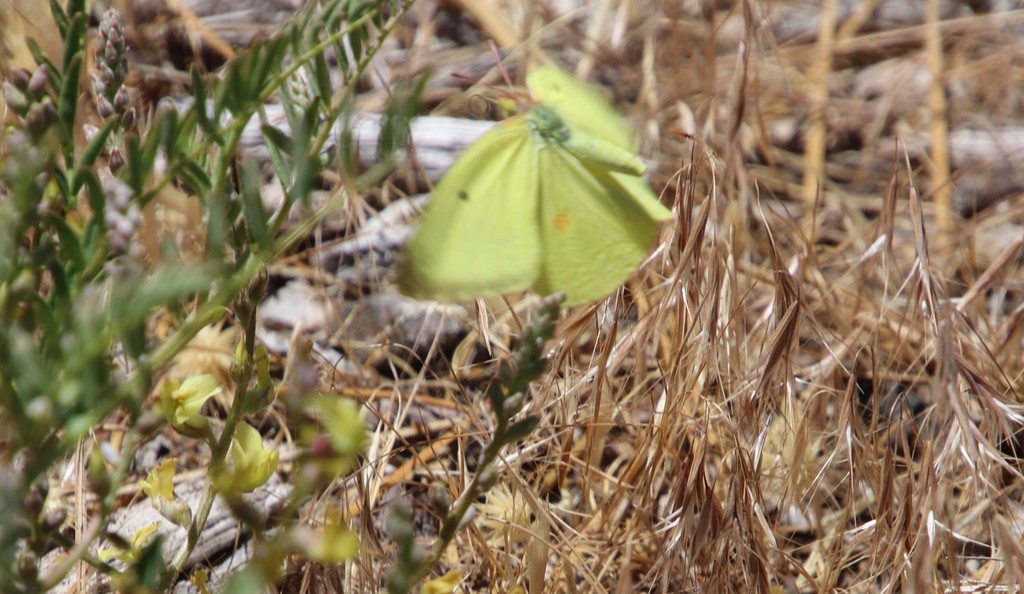 Colias harfordii (Harford's Sulphur), California species