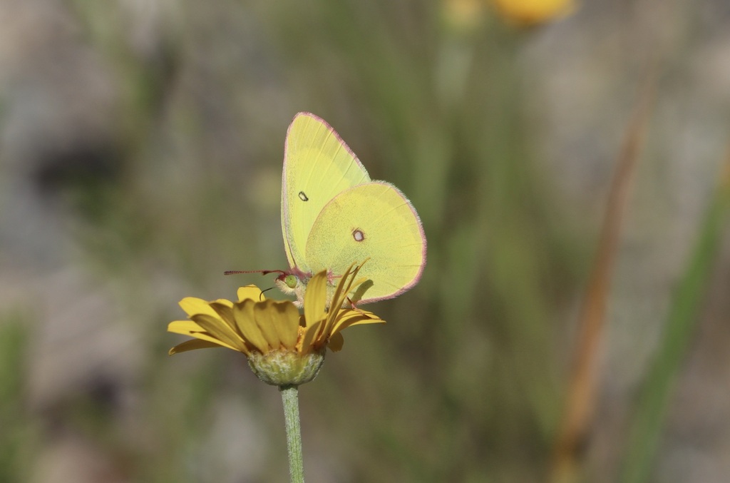 Colias occidentalis (Western Sulphur), California species