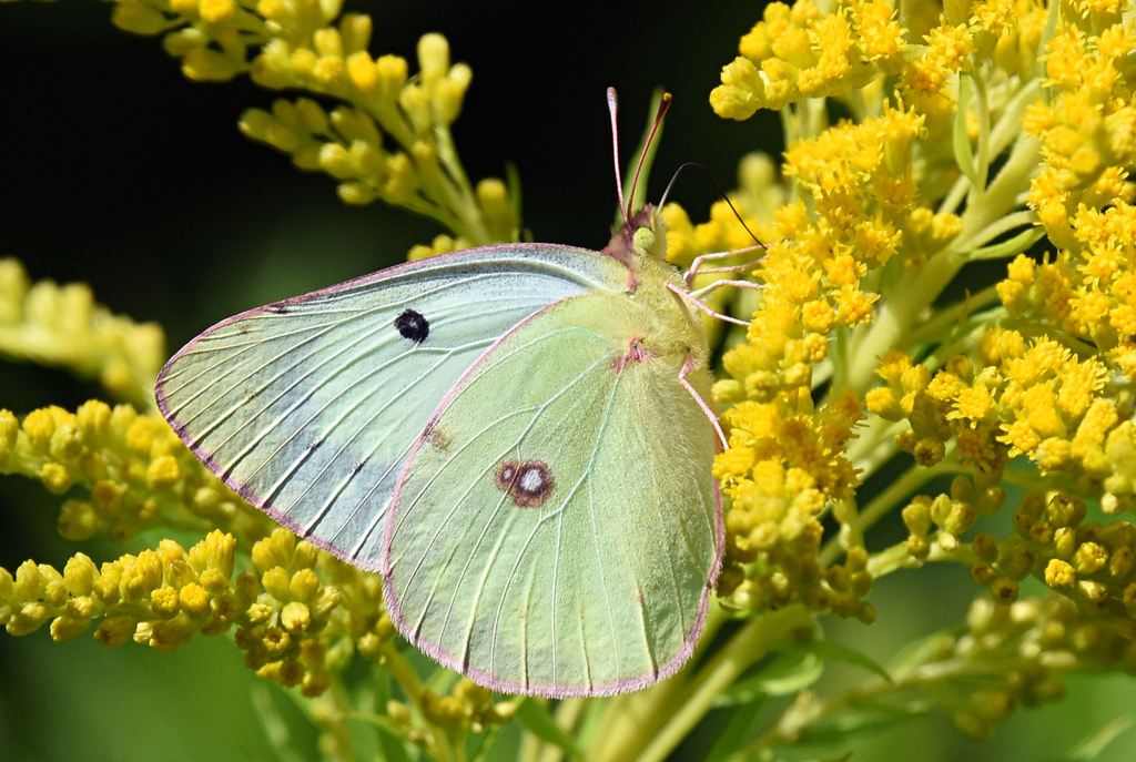 Colias philodice (Clouded Sulphur), California species