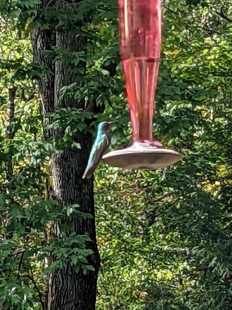 Colibri thalassinus (Green Violet-ear), California species