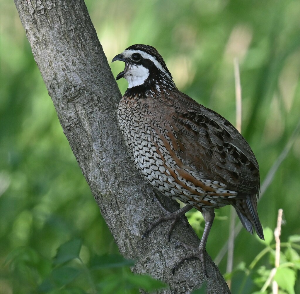 Colinus virginianus ridgwayi (Masked bobwhite (quail)), California species