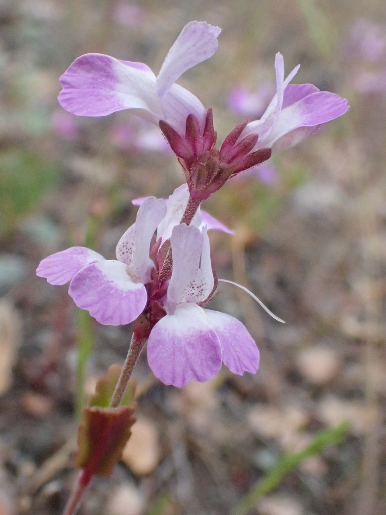 Collinsia bartsiifolia (White blue eyed mary), native California herb