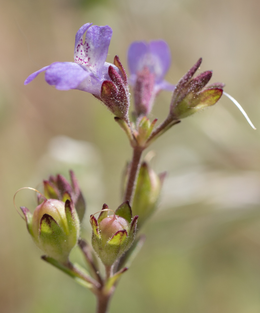 Collinsia callosa (Desert collinsia), native California herb