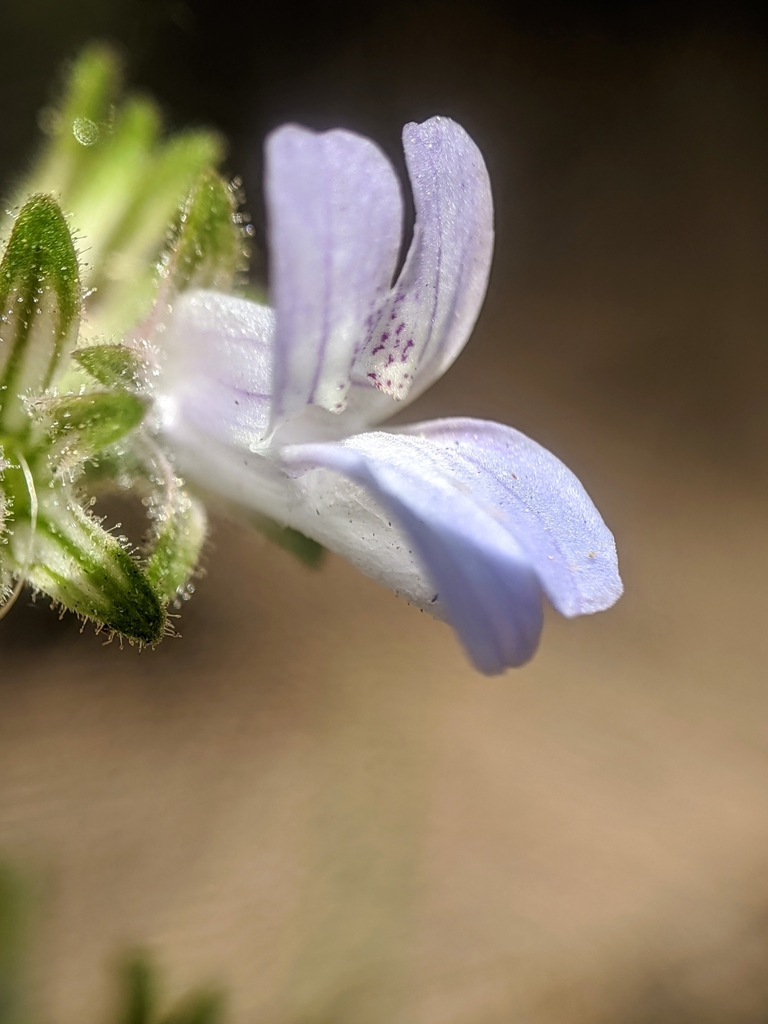 Collinsia childii (Child's blue eyed mary), native California herb