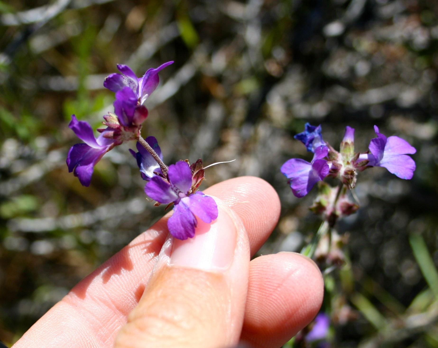 Collinsia concolor (Chinese houses), native California herb