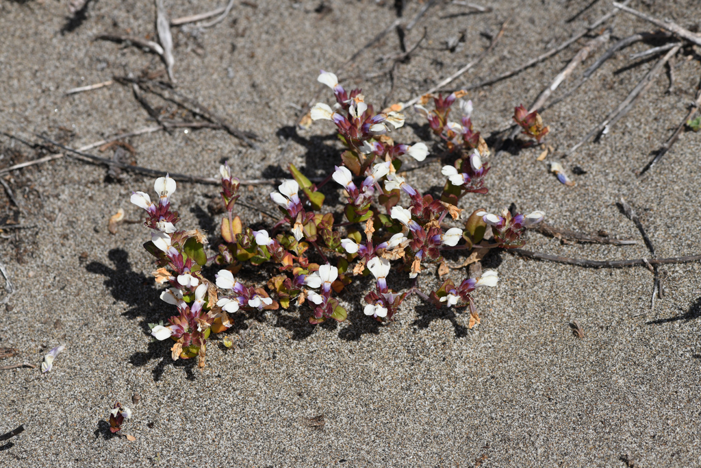 Collinsia corymbosa (Round-headed chinese-houses), native California herb