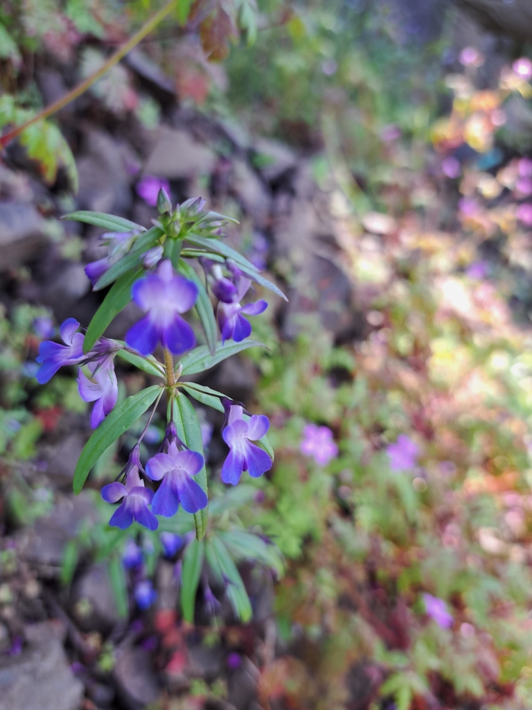 Collinsia grandiflora (Giant blue eyed mary), native California herb