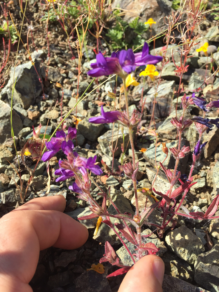 Collinsia greenei (Greene's blue eyed mary), native California herb