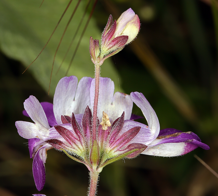 Collinsia heterophylla — parent species of Collinsia heterophylla var. austromontana