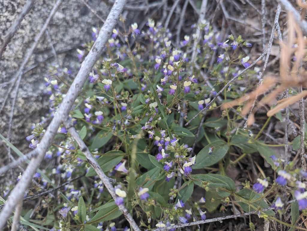 Collinsia latifolia, native California species