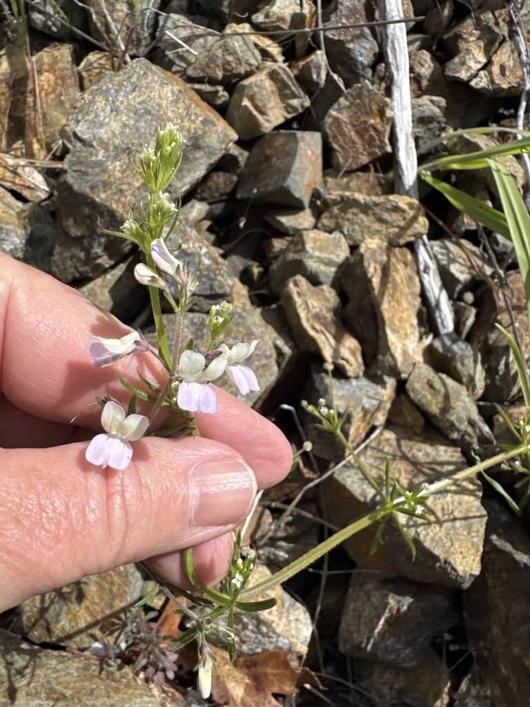 Collinsia linearis (Narrow leaf collinsia), native California herb