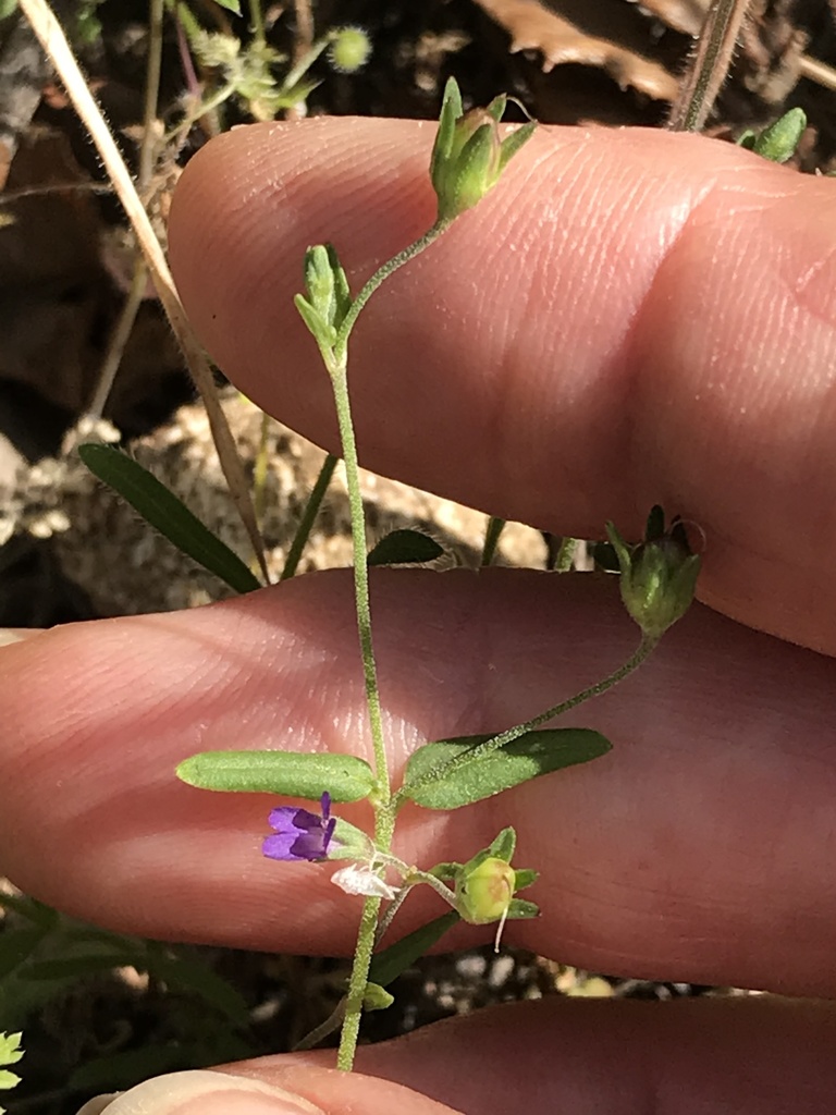 Collinsia parryi (Parry's blue eyed mary), native California herb