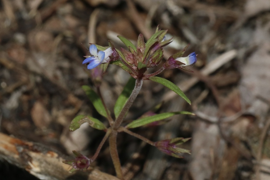 Collinsia parviflora (Blue-eyed mary), native California herb