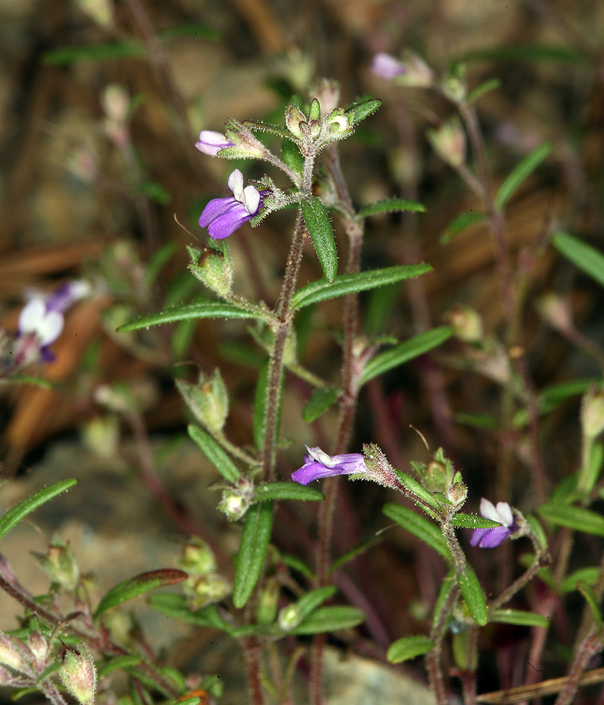 Collinsia rattanii (Rattan's blue eyed mary), native California herb
