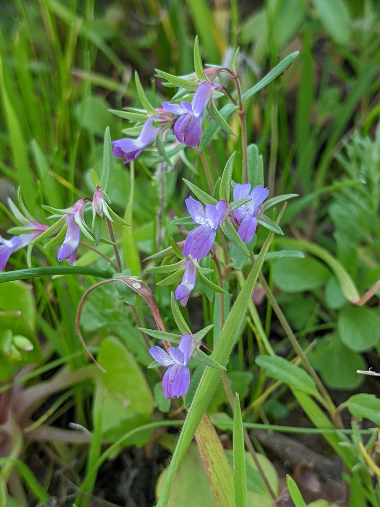 Collinsia sparsiflora var. sparsiflora (Few flowered collinsia), native California herb