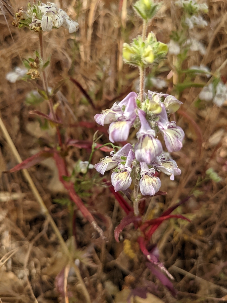 Collinsia tinctoria (Sticky chinese houses), native California herb