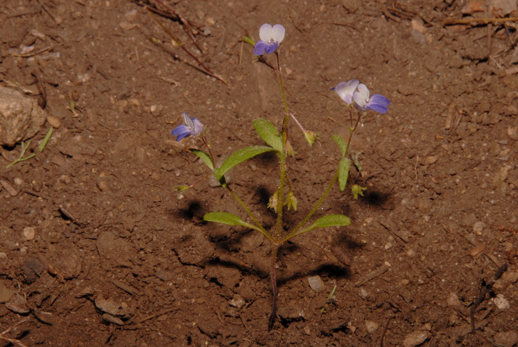 Collinsia torreyi var. latifolia (Broad leafed collinsia), native California herb