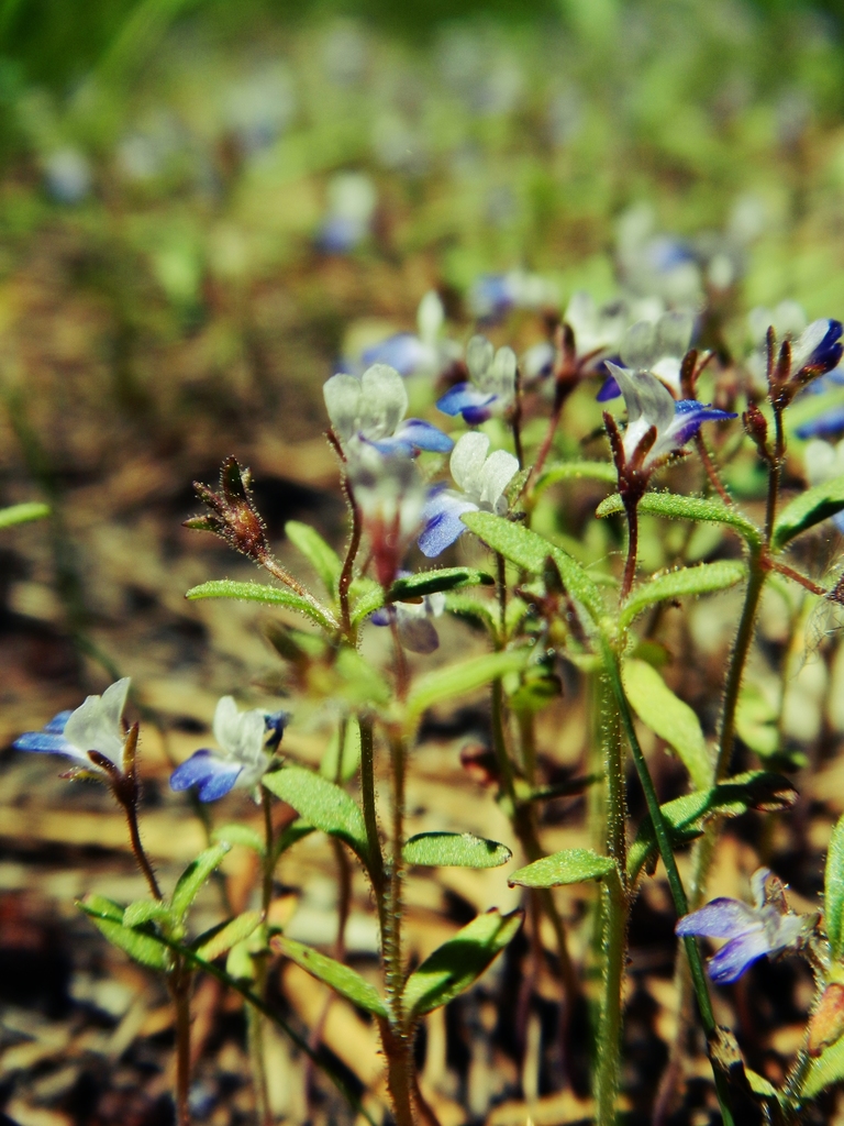Collinsia torreyi var. wrightii (Wright's blue eyed mary), native California herb