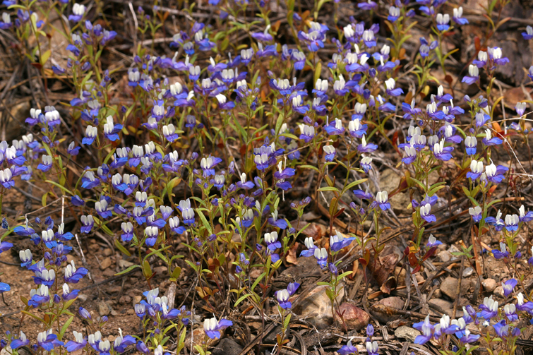 Collinsia wrightii (Torrey's blue eyed mary), native California herb