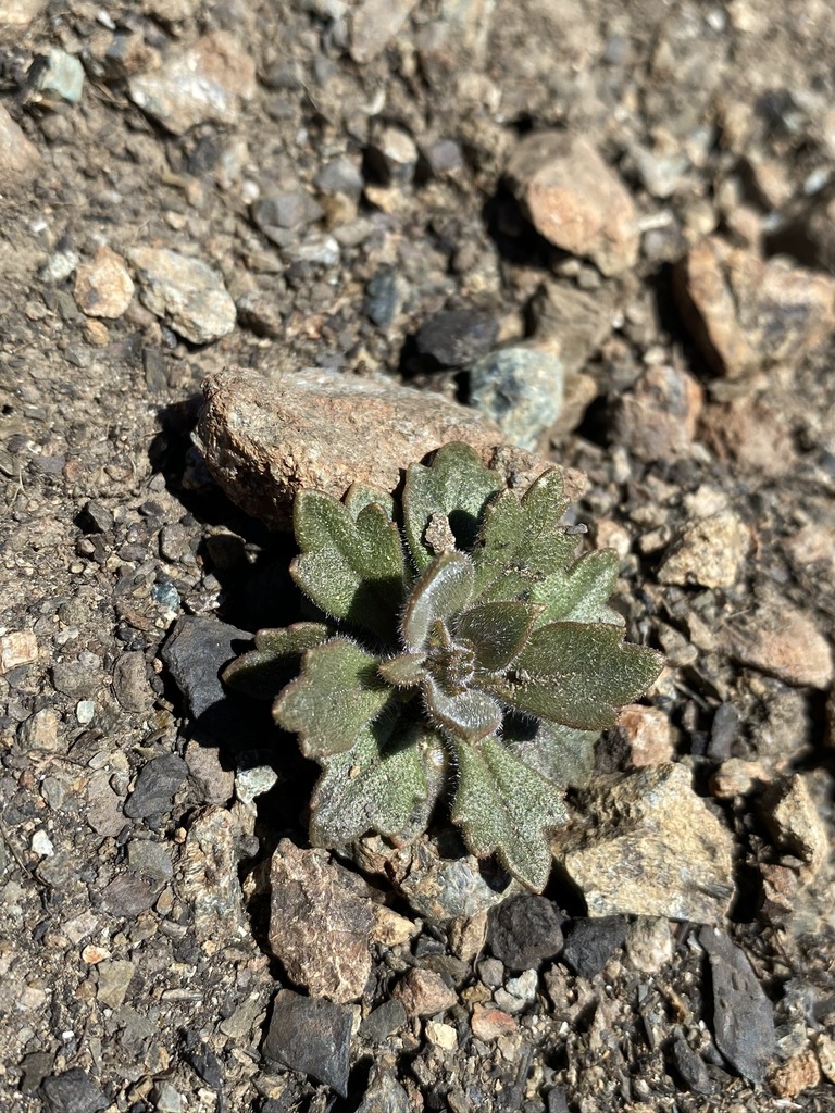 Collomia diversifolia (Serpentine collomia), native California herb