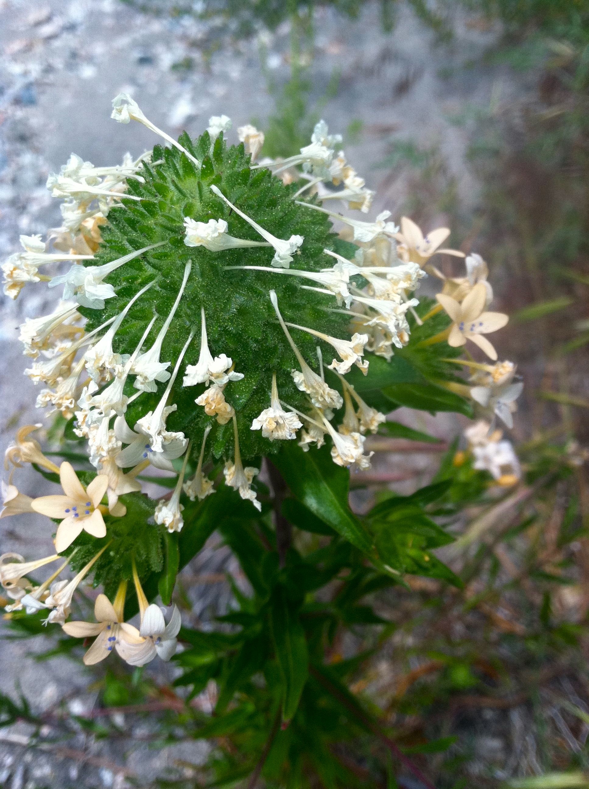 Collomia grandiflora (Large-flowered collomia), native California herb