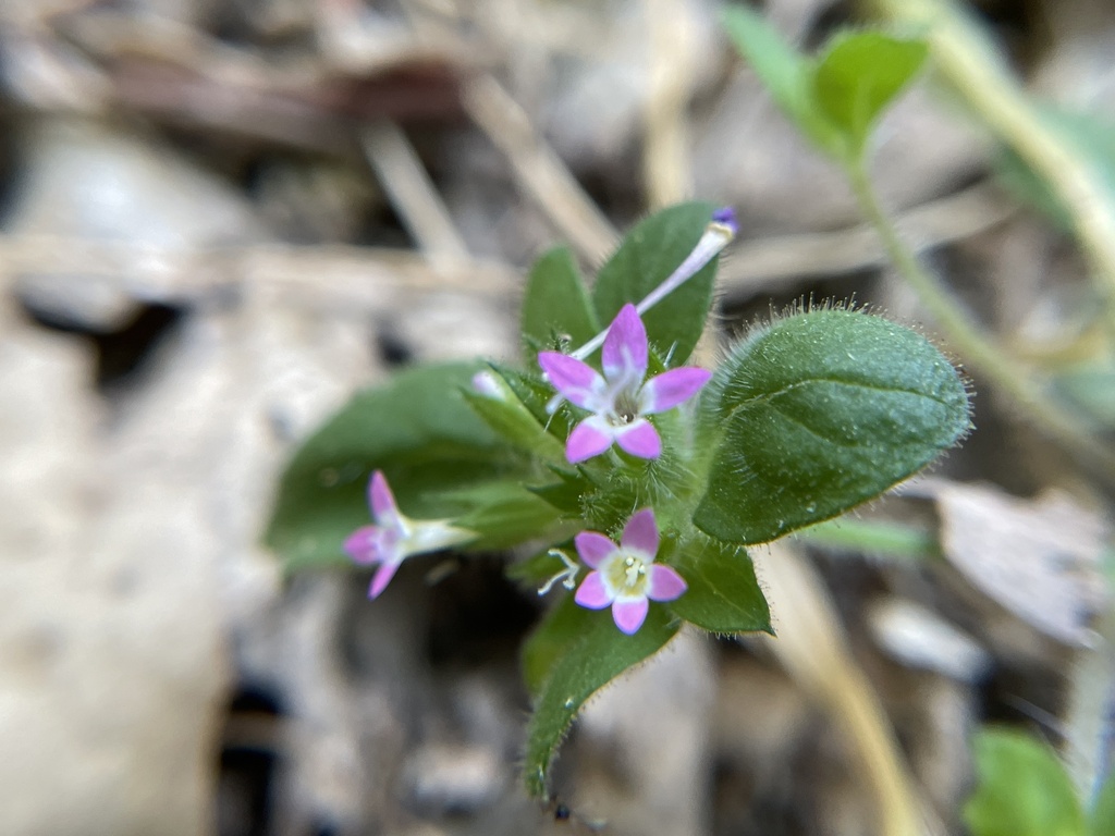 Collomia heterophylla (Variable-leaf collomia), native California herb
