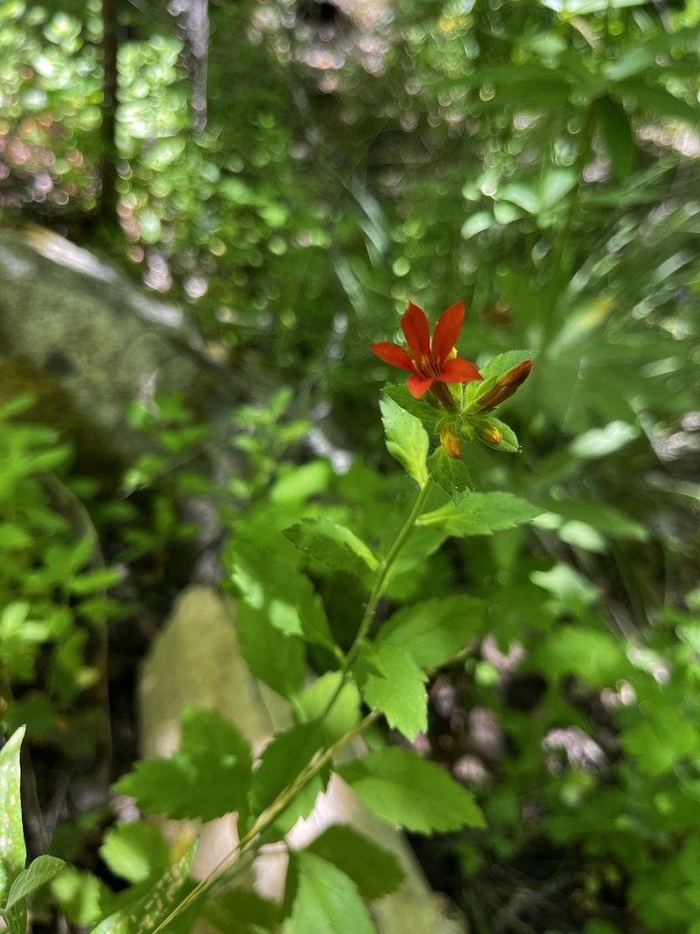 Collomia rawsoniana (Rawson's flaming-trumpet), native California herb