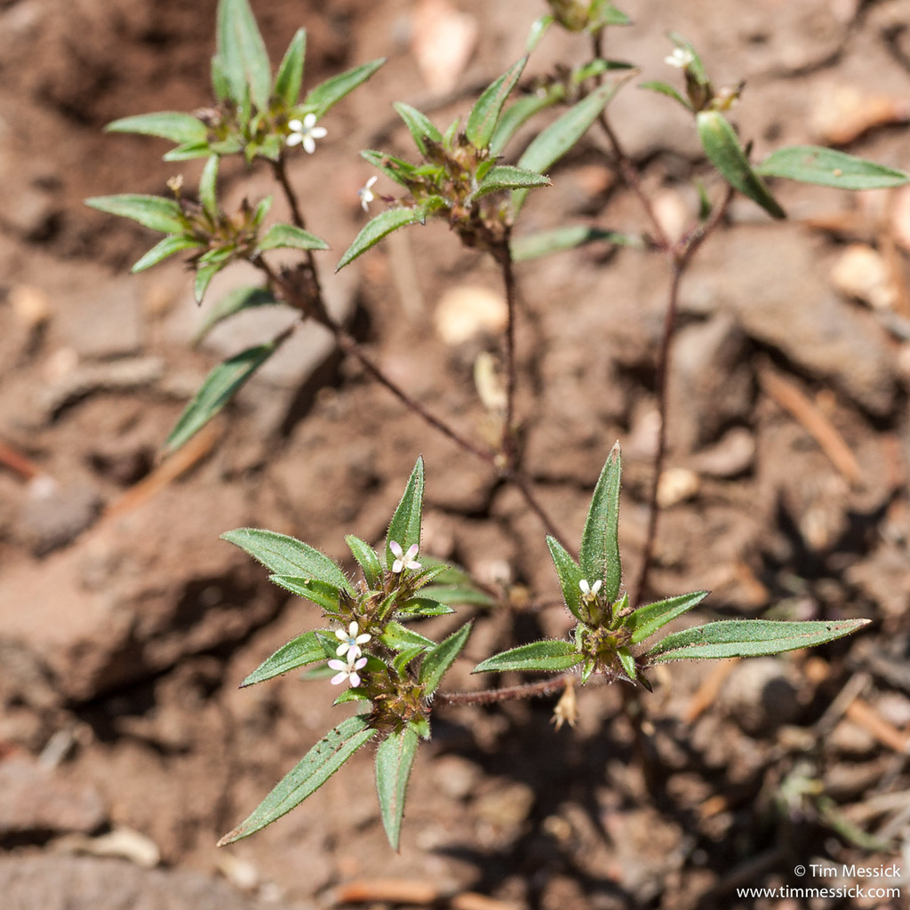 Collomia sp. (Trumpet flower), non-native California perennial