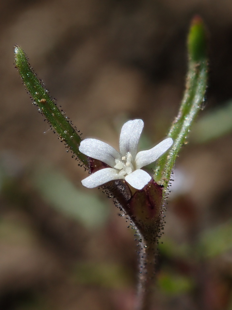 Collomia tenella (Slender collomia), native California herb