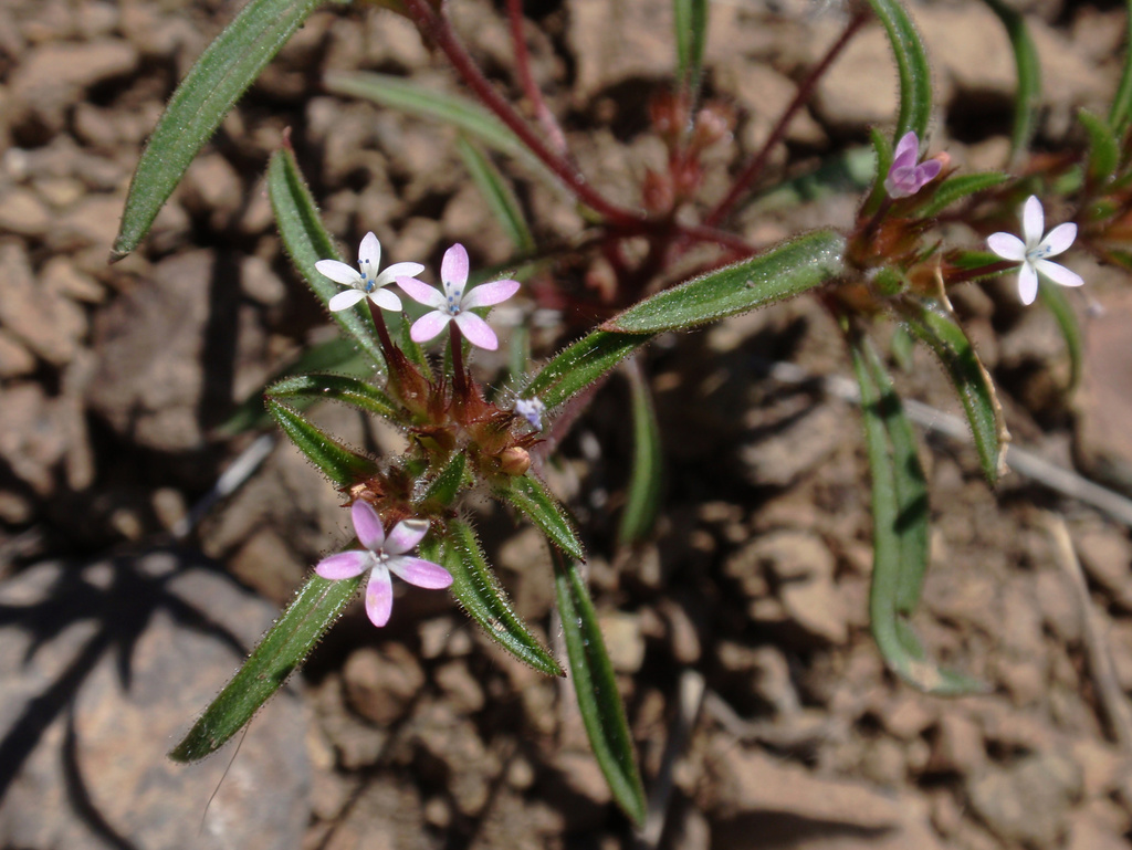 Collomia tinctoria (Staining collomia), native California herb