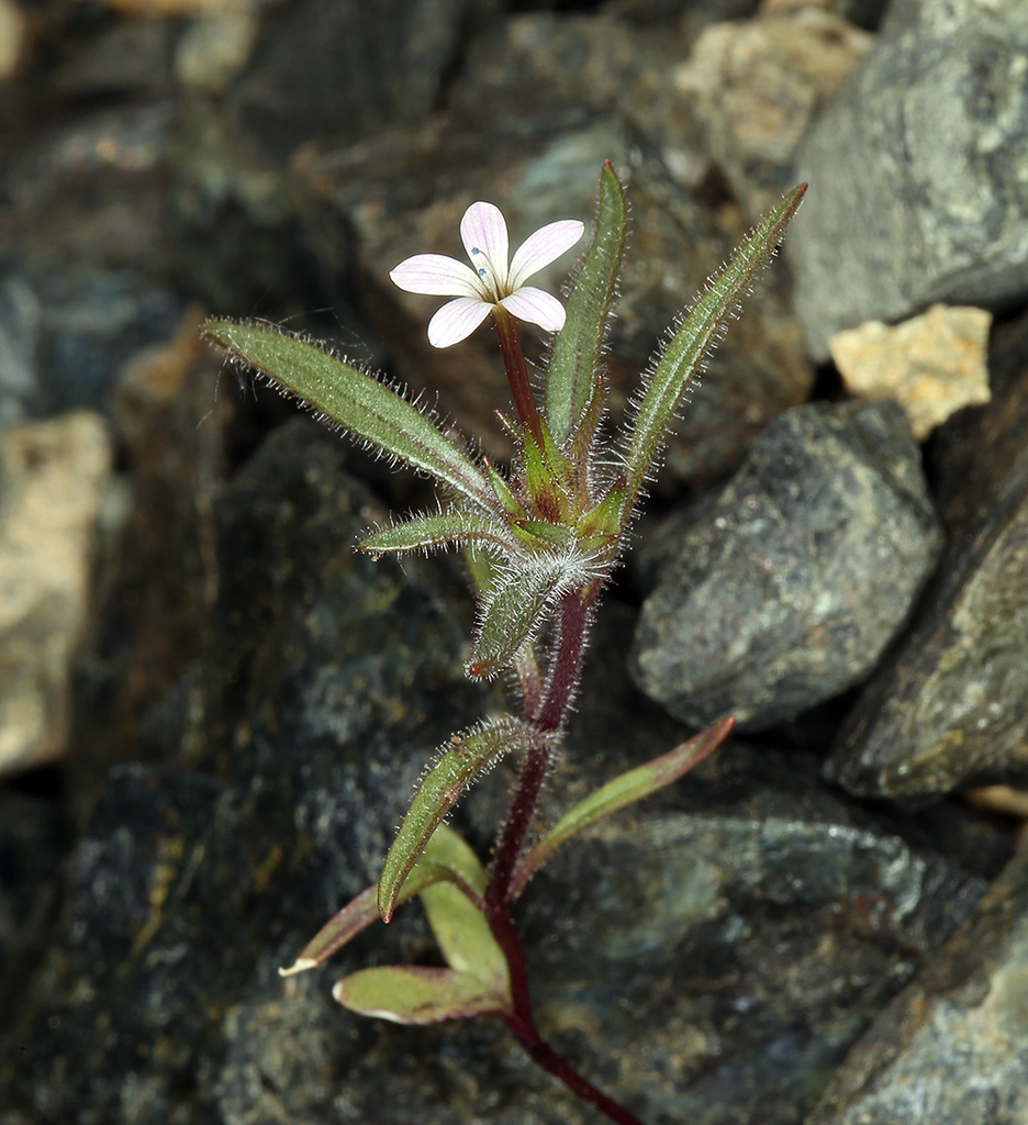 Collomia tracyi (Tracy's collomia), native California herb
