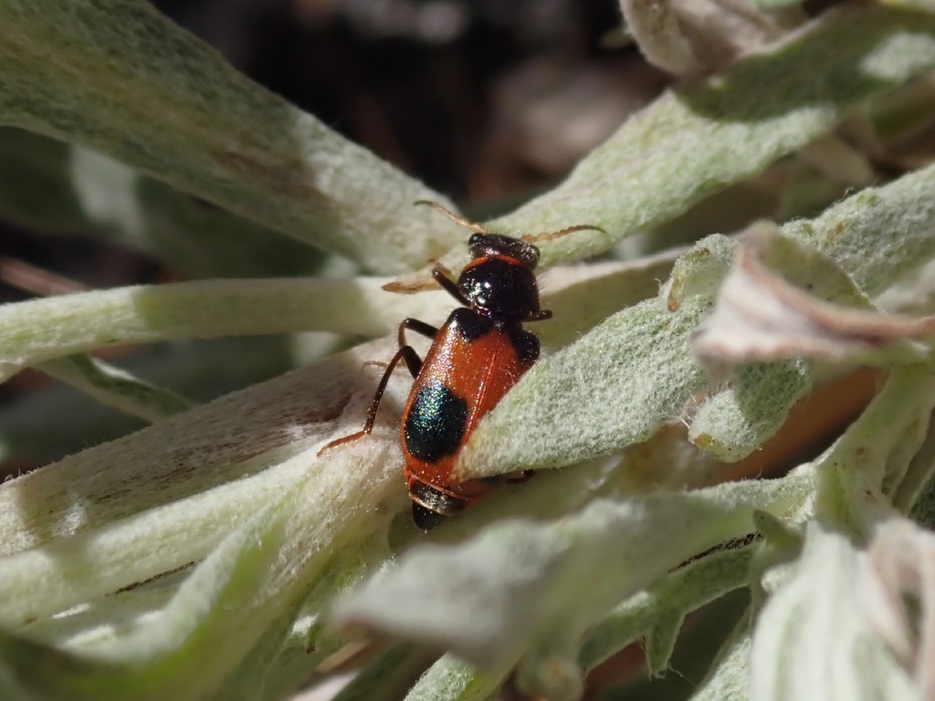 Collops versatilis, California species