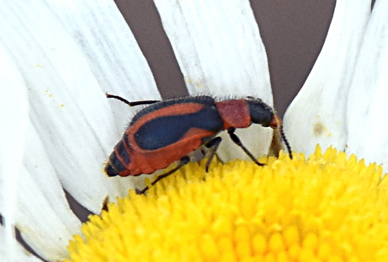 Collops vittatus (Striped Collops), California species