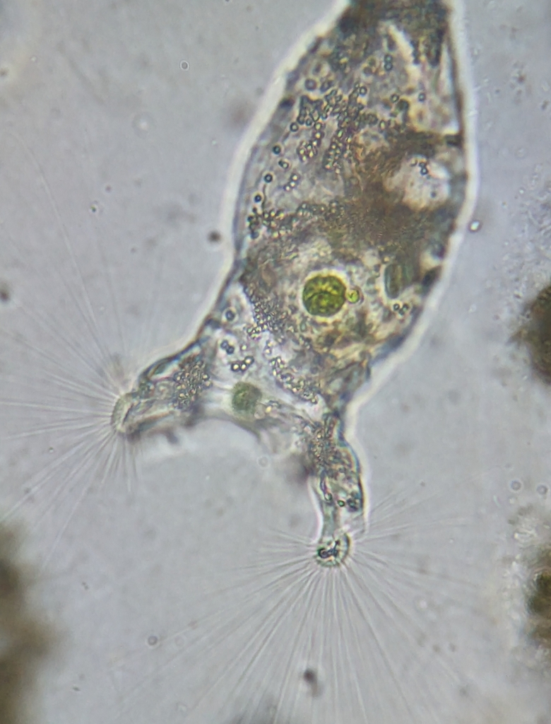 Collotheca ornata, California species