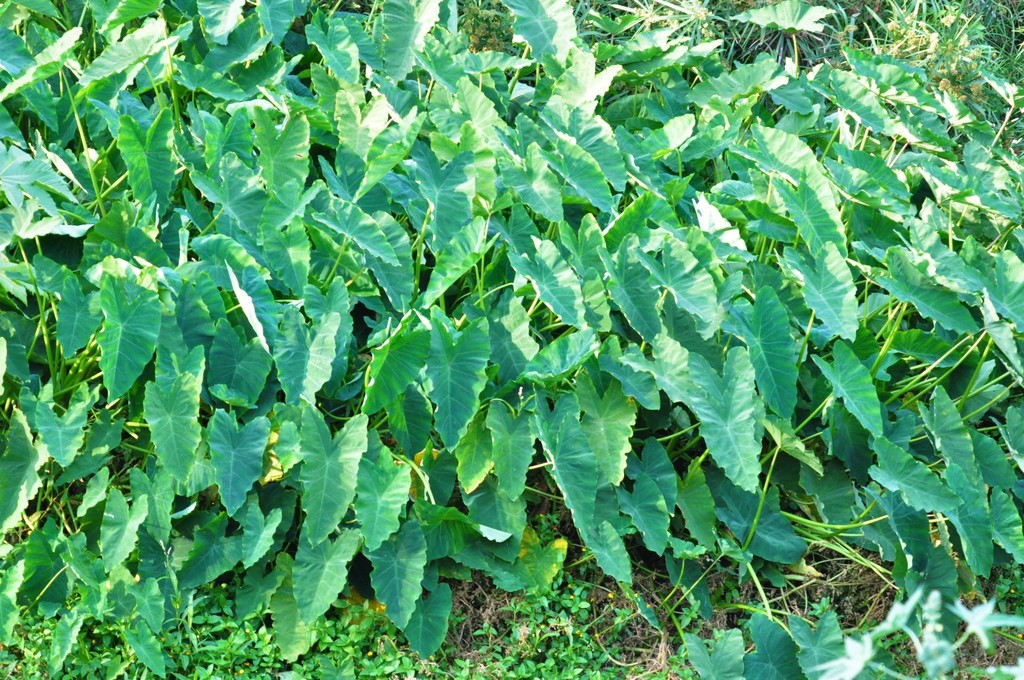 Colocasia esculenta (coco-yam), California herb