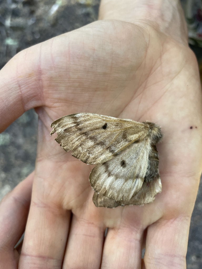 Coloradia pandora (Pandora pinemoth), California species