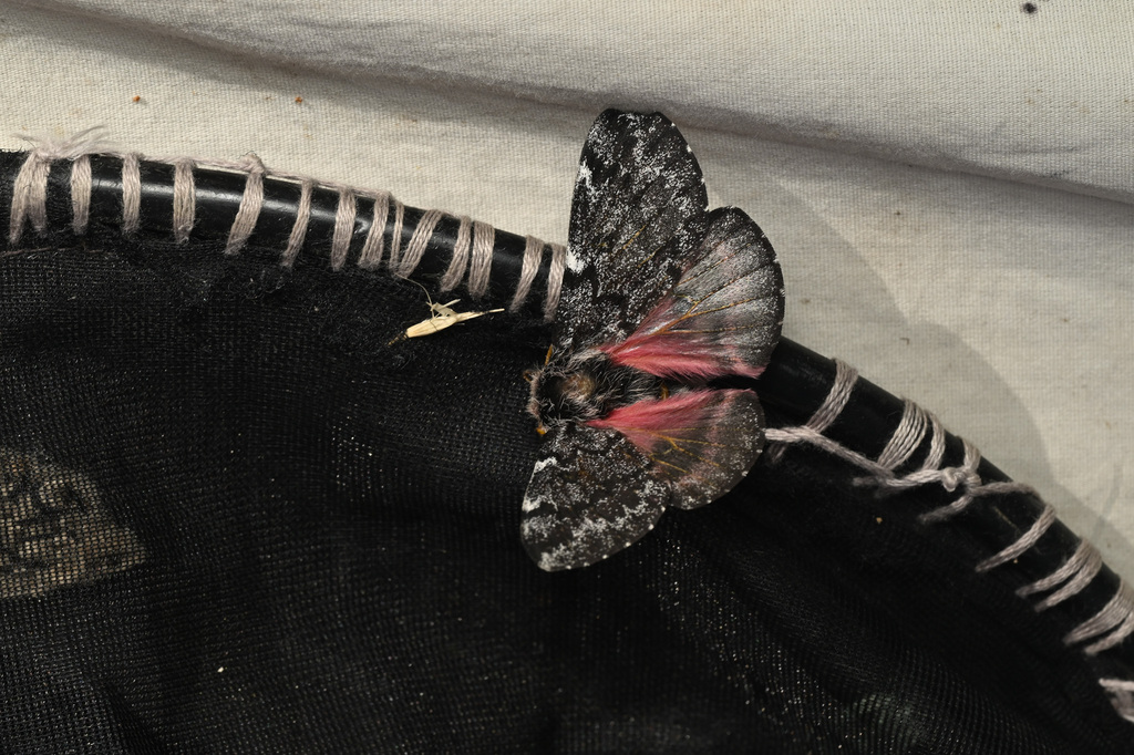 Coloradia velda (Velda pinemoth), California species