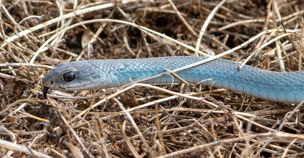 Coluber constrictor (North American Racer), California species