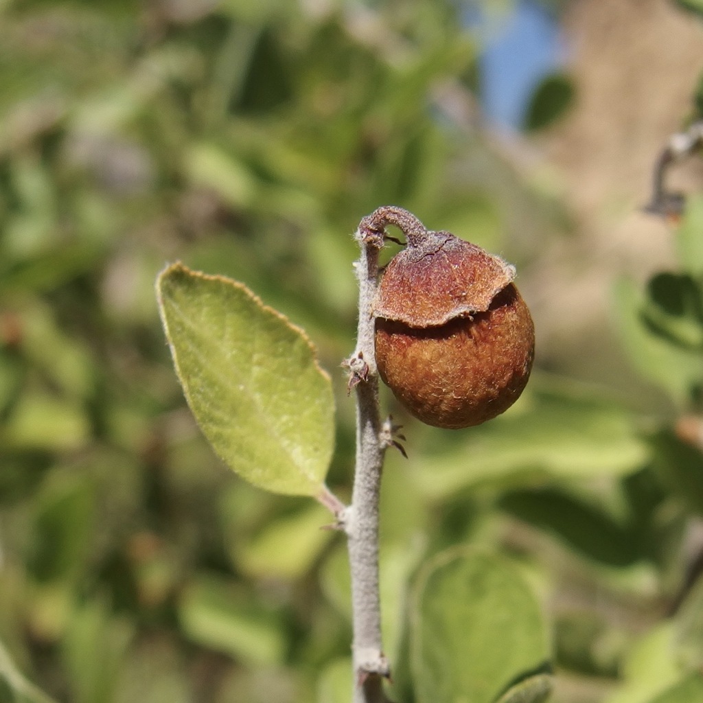 Colubrina californica (Las animas colubrina), native California shrub