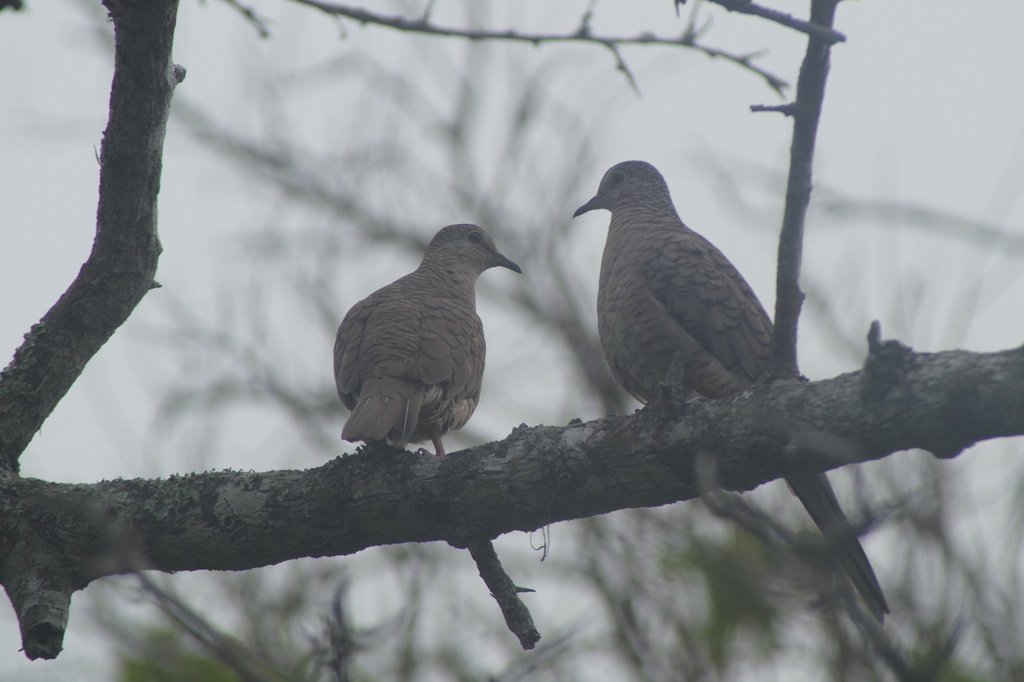 Columbina inca (Inca Dove), California species