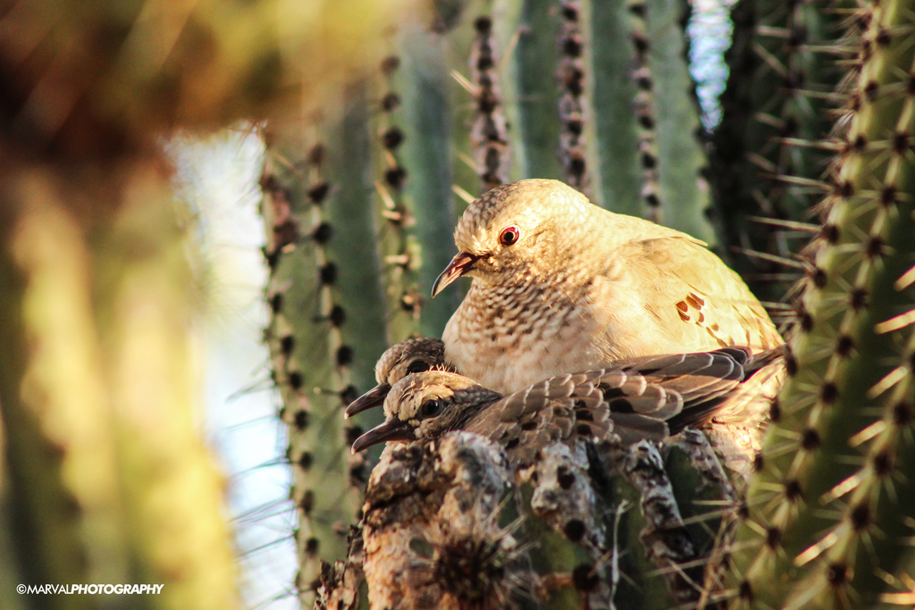 Columbina passerina (Common Ground-Dove), California species
